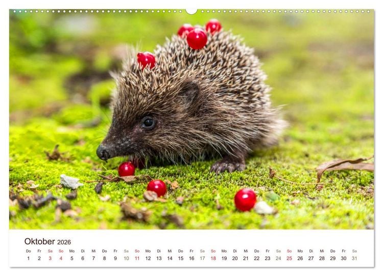 Produktbild: Igel 2026. Tierische Impressionen (hochwertiger Premium Wandkalender 2026 DIN A2 quer), Kunstdruck in Hochglanz