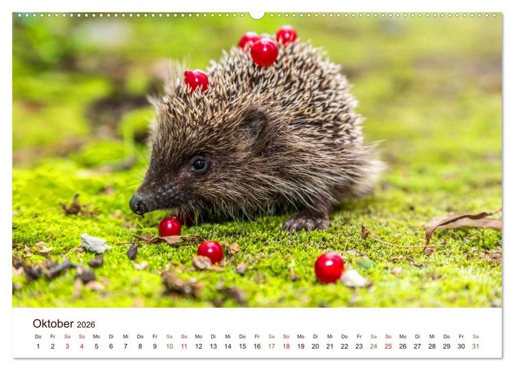 Produktbild: Igel 2026. Tierische Impressionen (Wandkalender 2026 DIN A2 quer), CALVENDO Monatskalender