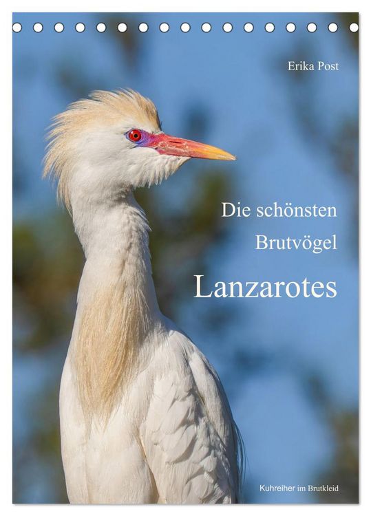 Produktbild: Die sch&ouml;nsten Brutv&ouml;gel Lanzarotes (Tischkalender 2027 DIN A5 hoch), CALVENDO Monatskalender