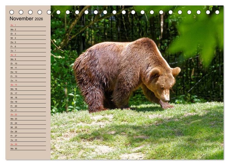 Produktbild: B&auml;ren. Unterwegs mit Meister Petz (Tischkalender 2026 DIN A5 quer), CALVENDO Monatskalender