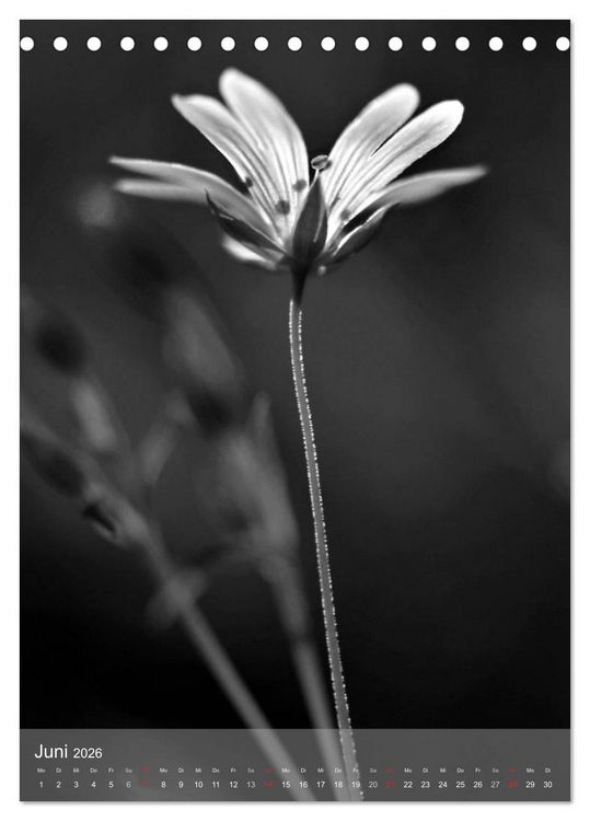 Produktbild: Monochrome Bl&uuml;ten - In Schwarz-Wei&szlig; Bildern durch das Jahr (Tischkalender 2026 DIN A5 hoch), CALVENDO Monatskalender