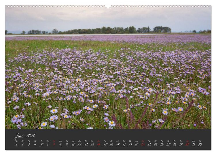 Produktbild: Natur erleben Seewinkel-Neusiedlersee (hochwertiger Premium Wandkalender 2026 DIN A2 quer), Kunstdruck in Hochglanz