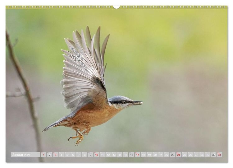 Produktbild: Flugk&uuml;nstler in luftiger H&ouml;he - Heimische Singv&ouml;gel im Flug (Wandkalender 2027 DIN A2 quer), CALVENDO Monatskalender