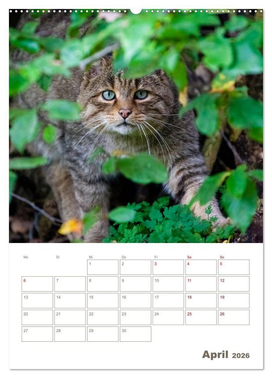 Produktbild: Europ&auml;ische Wildkatzen - Jahresplaner (hochwertiger Premium Wandkalender 2026 DIN A2 hoch), Kunstdruck in Hochglanz