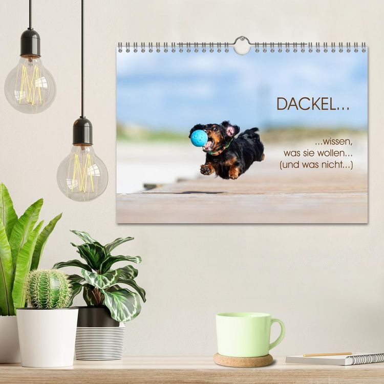Produktbild: DACKEL... wissen was sie wollen... (und was nicht...) (Wandkalender 2026 DIN A4 quer), CALVENDO Monatskalender