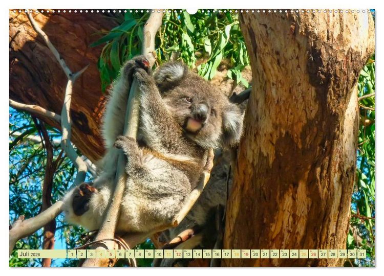 Produktbild: Koala - kleiner Teddy (Wandkalender 2026 DIN A2 quer), CALVENDO Monatskalender