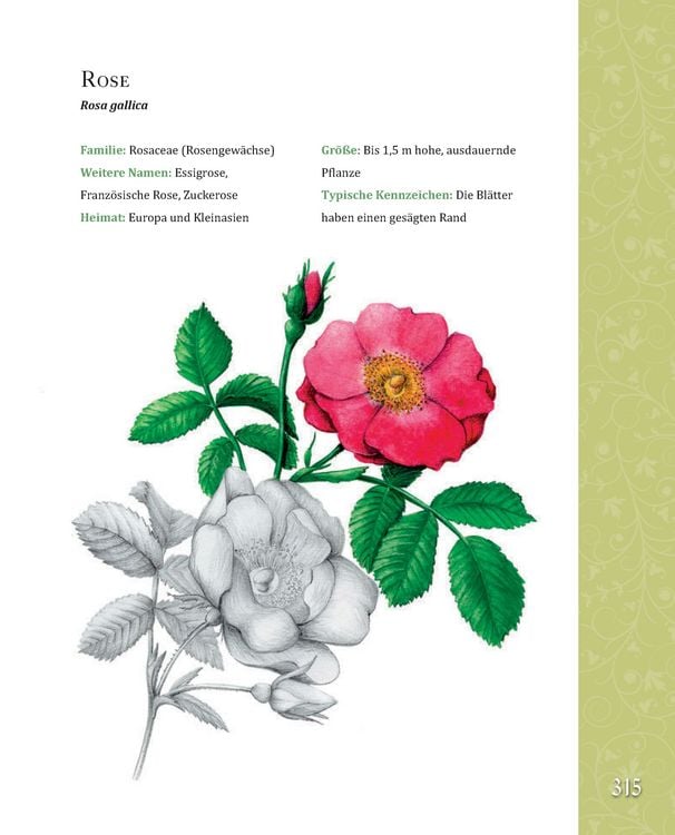 Produktbild: Das gro&szlig;e Buch der Hildegard von Bingen
