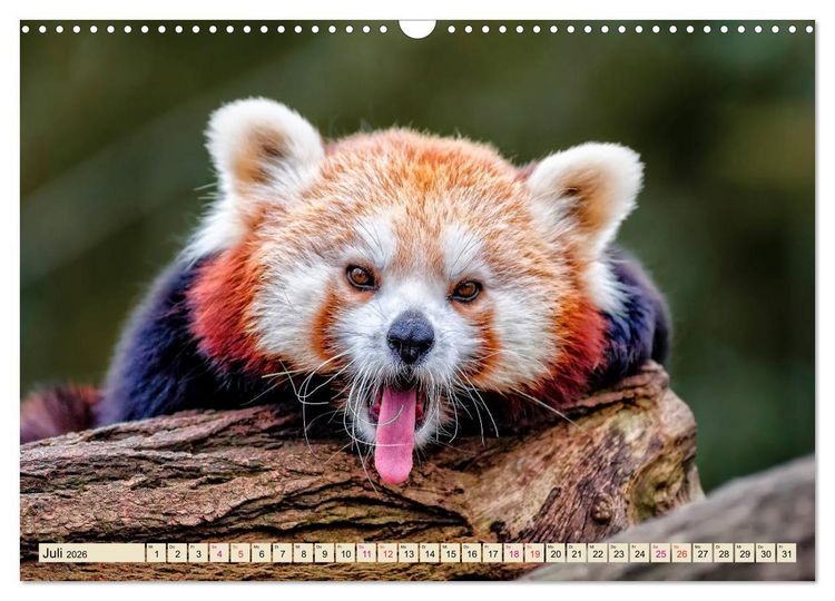 Produktbild: Kleiner Panda (Wandkalender 2026 DIN A3 quer), CALVENDO Monatskalender