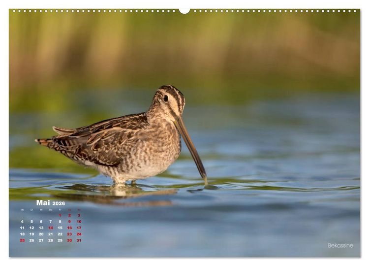 Produktbild: Wattv&ouml;gel an der Friesischen IJsselmeerk&uuml;ste (Wandkalender 2026 DIN A2 quer), CALVENDO Monatskalender