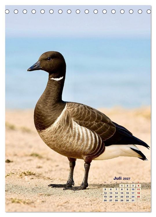Produktbild: Seev&ouml;gel an der Nordsee (Tischkalender 2027 DIN A5 hoch), CALVENDO Monatskalender