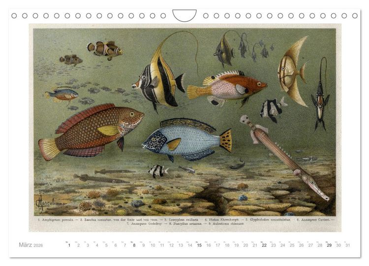 Produktbild: Farbenpr&auml;chtige Fauna. Fische, V&ouml;gel, Schmetterlinge in Grafiken des 19 Jahrhunderts (Wandkalender 2026 DIN A4 quer), CALVENDO Monatskalender