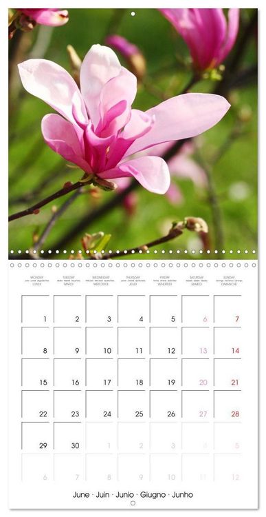 Produktbild: Kruse, G: Floraison des magnolias (Calendrier mural carr&eacute; 20