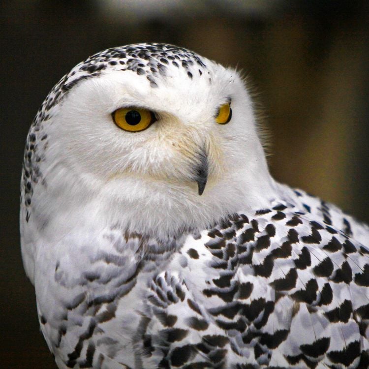 Produktbild: Magic Owls 2027