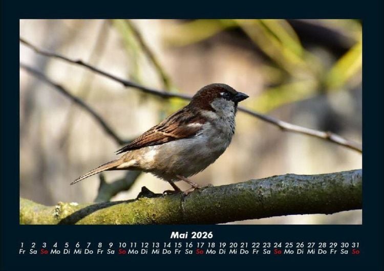 Produktbild: Vogelparadies 2026 Fotokalender DIN A4