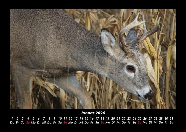 Produktbild: Waldbewohner 2026 Fotokalender DIN A3