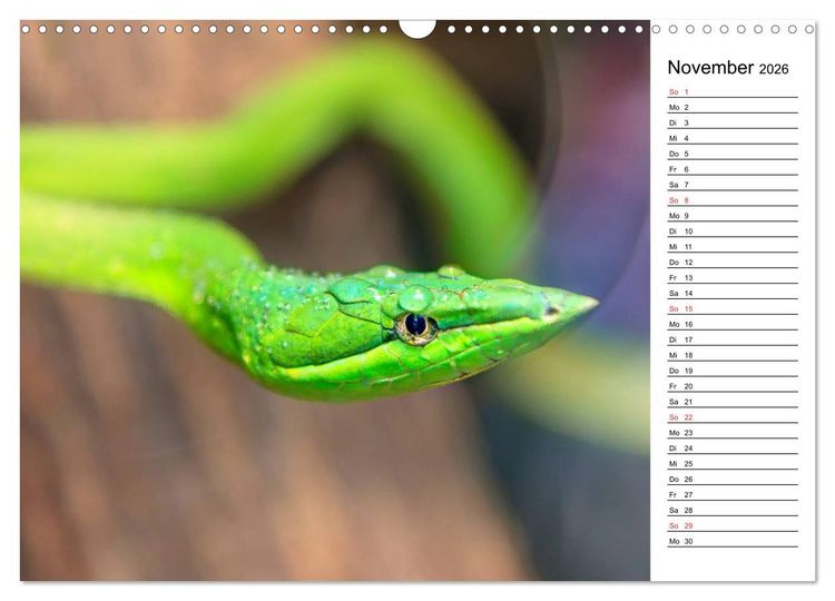 Produktbild: Schlangen. Lauern, kriechen, schlingen (Wandkalender 2026 DIN A3 quer), CALVENDO Monatskalender