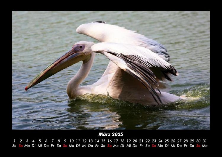 Produktbild: V&ouml;gel 2025 Fotokalender DIN A3