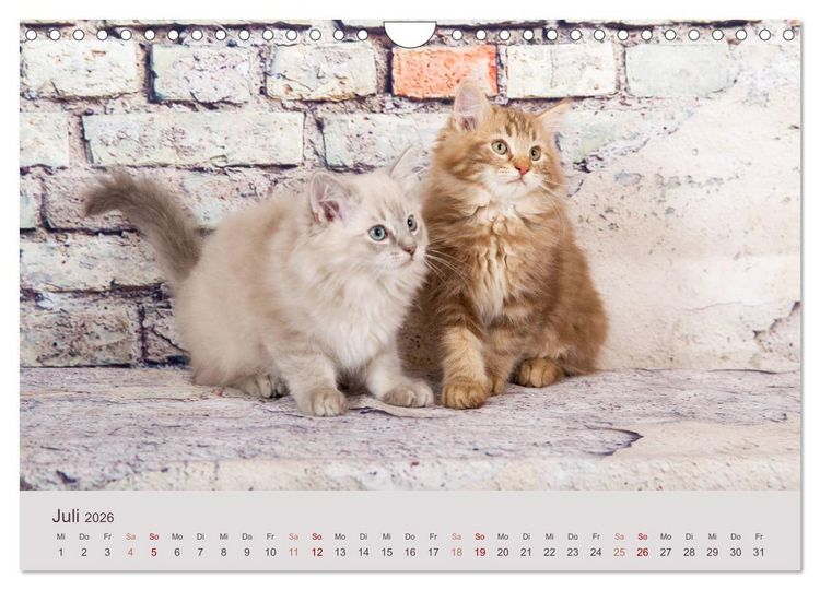 Produktbild: Verspielte Ragdolls - Sanfte Katzen in seidigem Haarkleid (Wandkalender 2026 DIN A4 quer), CALVENDO Monatskalender