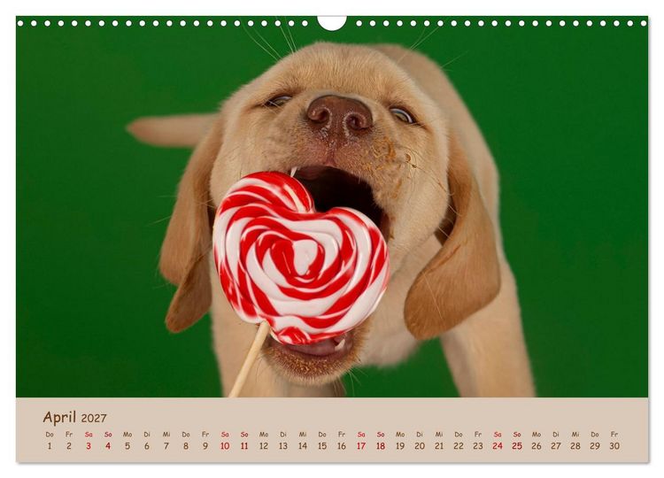 Produktbild: Achtung die Welpen kommen. (Wandkalender 2027 DIN A3 quer), CALVENDO Monatskalender
