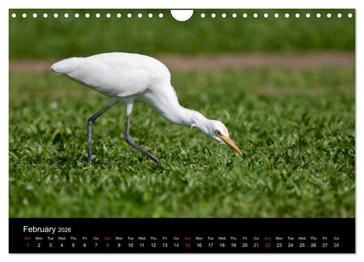 Produktbild: World of Heron (Wall Calendar 2026 DIN A4 landscape), CALVENDO 12 Month Wall Calendar