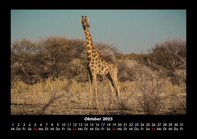 Produktbild: Giraffen 2025 Fotokalender DIN A3