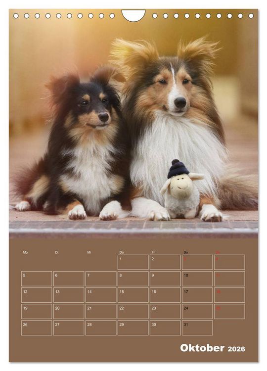 Produktbild: SHELTIES Herzensbrecher auf 4 Pfoten (Wandkalender 2026 DIN A4 hoch), CALVENDO Monatskalender