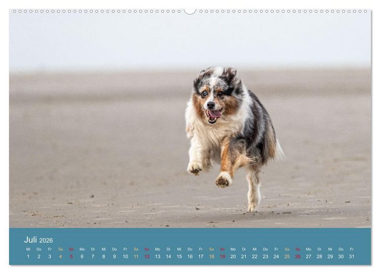 Produktbild: Mit Aussies unterwegs - Die bunte Welt der Australian Shepherds (hochwertiger Premium Wandkalender 2026 DIN A2 quer), Kunstdruck in Hochglanz