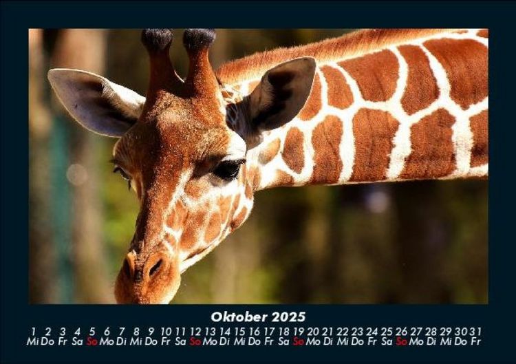 Produktbild: Giraffen 2025 Fotokalender DIN A5