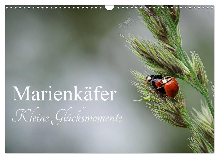 Produktbild: Marienk&auml;fer - kleine Gl&uuml;cksmomente (Wandkalender 2026 DIN A3 quer), CALVENDO Monatskalender