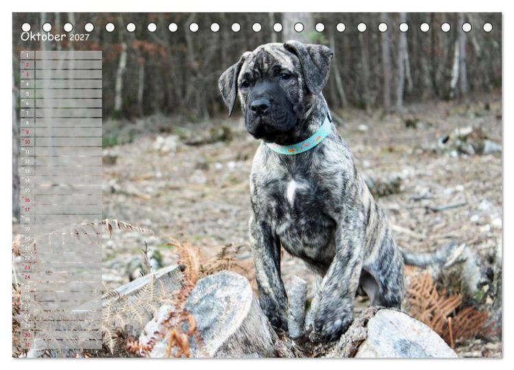 Produktbild: Dogo Canario (Tischkalender 2027 DIN A5 quer), CALVENDO Monatskalender
