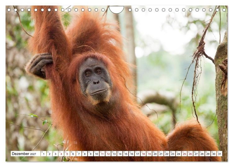 Produktbild: Orang-Utans - Menschen des Regenwaldes (Wandkalender 2027 DIN A4 quer), CALVENDO Monatskalender
