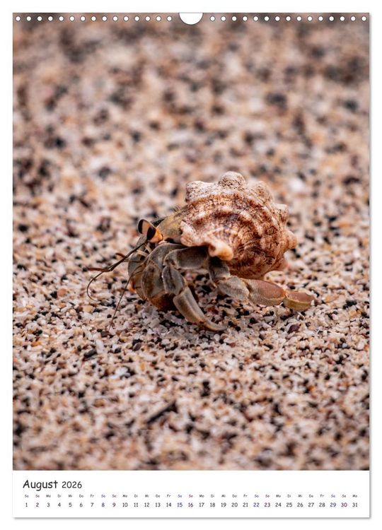 Produktbild: Wildlife - Die Tierwelt der Galapagos Inseln (Wandkalender 2026 DIN A3 hoch), CALVENDO Monatskalender