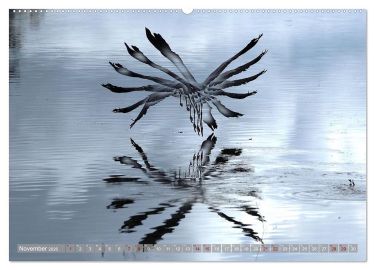Produktbild: V&ouml;gel im Fluge (Wandkalender 2026 DIN A2 quer), CALVENDO Monatskalender