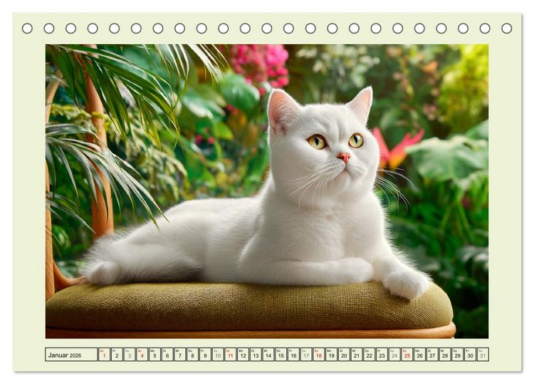 Produktbild: British Shorthair. Sanfte W&uuml;rde und Katzengl&uuml;ck im Gr&uuml;nen (Tischkalender 2026 DIN A5 quer), CALVENDO Monatskalender