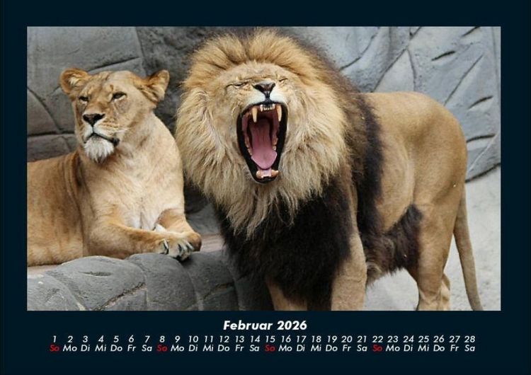 Produktbild: L&ouml;wen in der Wildnis 2026 Fotokalender DIN A4