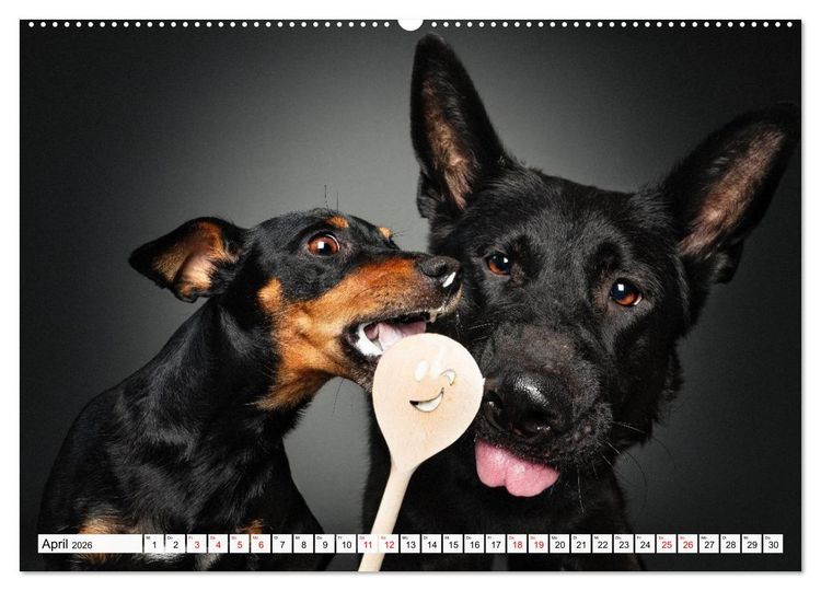 Produktbild: Hunde im Naschparadies (hochwertiger Premium Wandkalender 2026 DIN A2 quer), Kunstdruck in Hochglanz