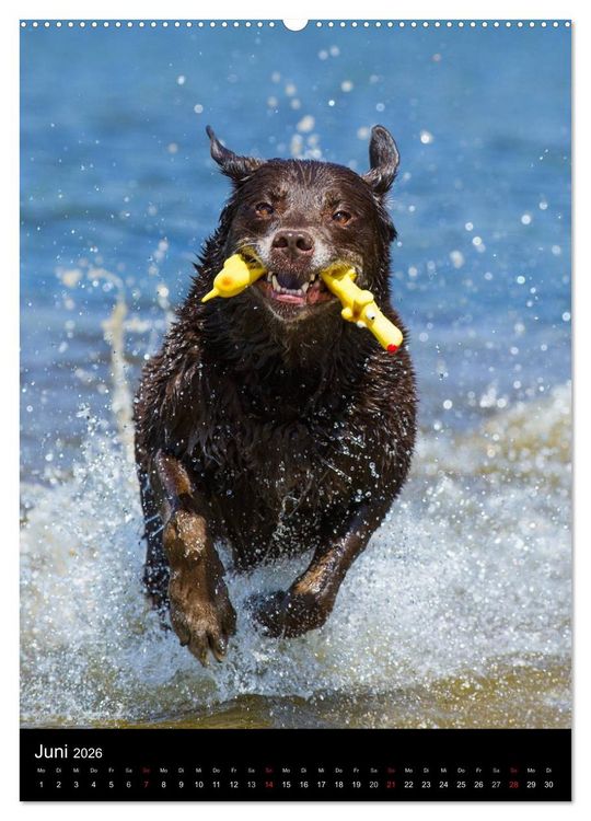 Produktbild: Faszination Labrador Retriever (hochwertiger Premium Wandkalender 2026 DIN A2 hoch), Kunstdruck in Hochglanz
