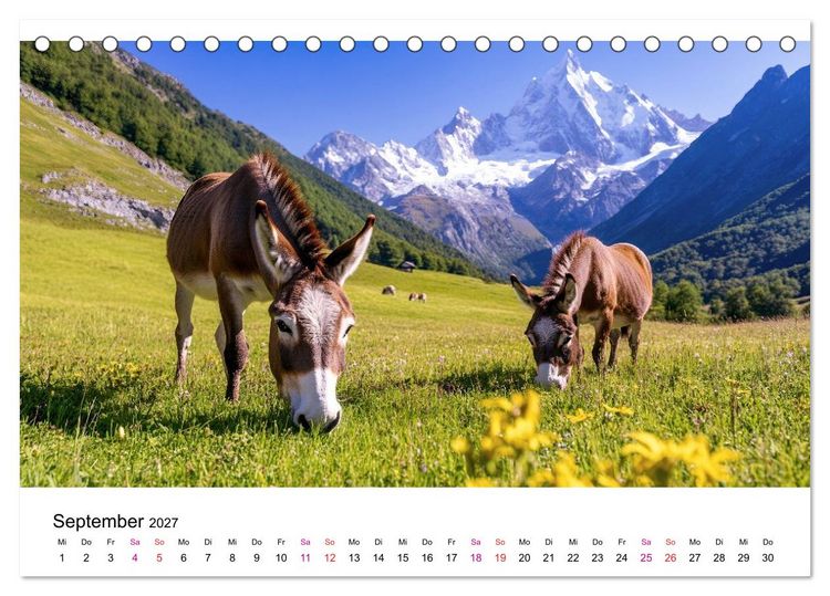Produktbild: Esel - neugierige Typen (Tischkalender 2027 DIN A5 quer), CALVENDO Monatskalender