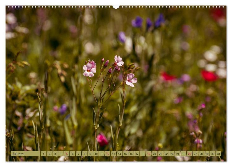 Produktbild: Wildwuchs 2026 (hochwertiger Premium Wandkalender 2026 DIN A2 quer), Kunstdruck in Hochglanz