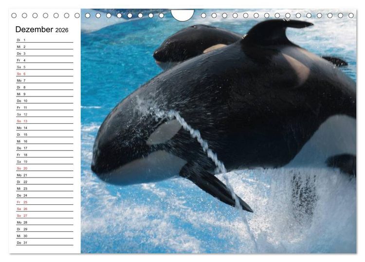 Produktbild: Wale. Kolosse der Meere (Wandkalender 2026 DIN A4 quer), CALVENDO Monatskalender