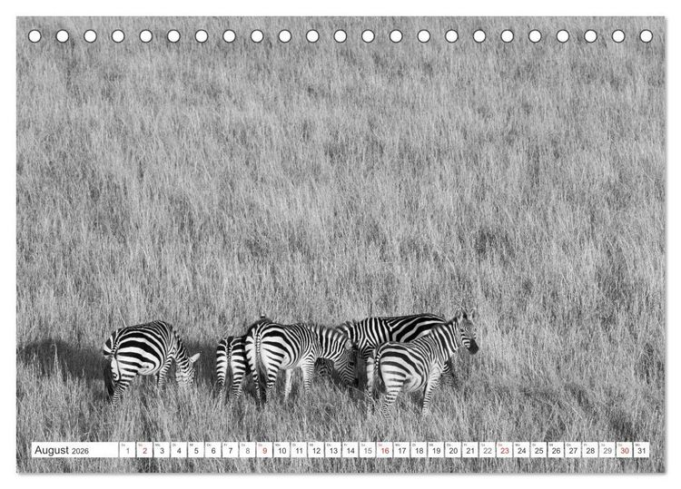 Produktbild: Emotionale Momente: Zebras - black & white. (Tischkalender 2026 DIN A5 quer), CALVENDO Monatskalender
