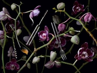 Produktbild: CALVENDO Puzzle Orchidea diapasona 1000 Teile Puzzle quer | 1000 Teile Lege-Gr&ouml;&szlig;e 64 &times; 48 cm Foto-Puzzle f&uuml;r gl&uuml;ckliche Stunden