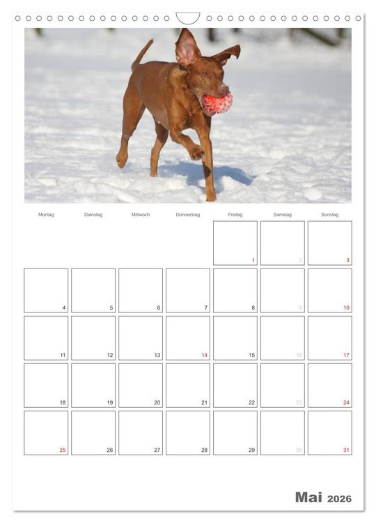 Produktbild: Magyar Vizsla (Wandkalender 2026 DIN A3 hoch), CALVENDO Monatskalender