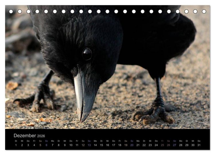 Produktbild: Rabenschwarze Impressionen - meike-ajo-dettlaff.de via wildvogelhlfe.org (Tischkalender 2026 DIN A5 quer), CALVENDO Monatskalender