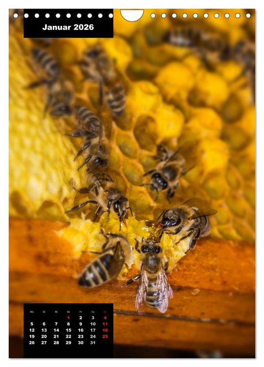 Produktbild: Bienen in ihrem geheimen Reich (Wandkalender 2026 DIN A4 hoch), CALVENDO Monatskalender