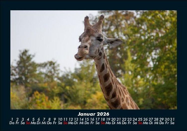 Produktbild: Giraffen 2026 Fotokalender DIN A5