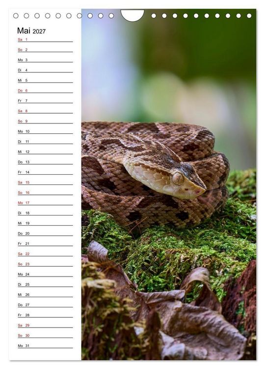 Produktbild: Costa Rica - Magische Tiere des Regenwaldes (Wandkalender 2027 DIN A4 hoch), CALVENDO Monatskalender