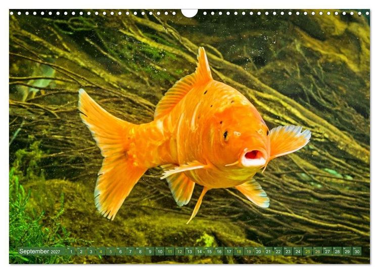 Produktbild: Koi: Juwelen im Teich (Wandkalender 2027 DIN A3 quer), CALVENDO Monatskalender