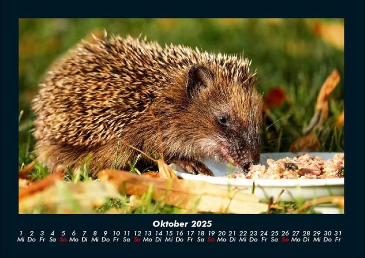 Produktbild: Tierkalender 2025 Fotokalender DIN A4