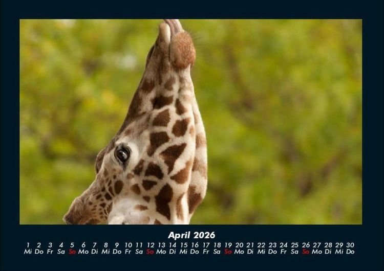 Produktbild: Giraffen 2026 Fotokalender DIN A4